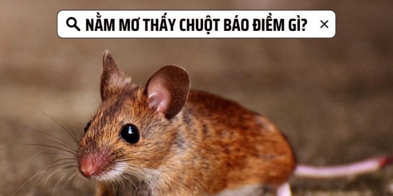 Mơ thấy chuột rất có thể là báo hiệu điềm tốt