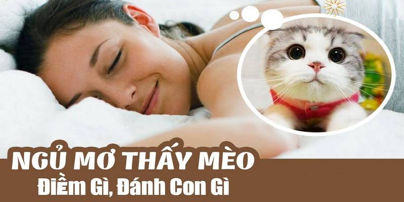 Nằm mơ thấy mèo nên đánh con 04, 40, 81, 18