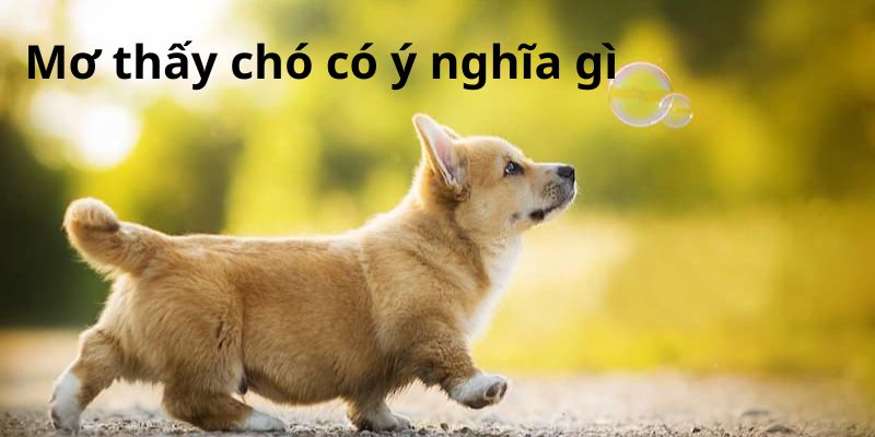 Ý nghĩa của giấc mơ